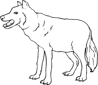 414x360 Red Wolf Coloring Pages Grade