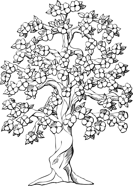 426x592 Magnolia Tree Coloring Pages