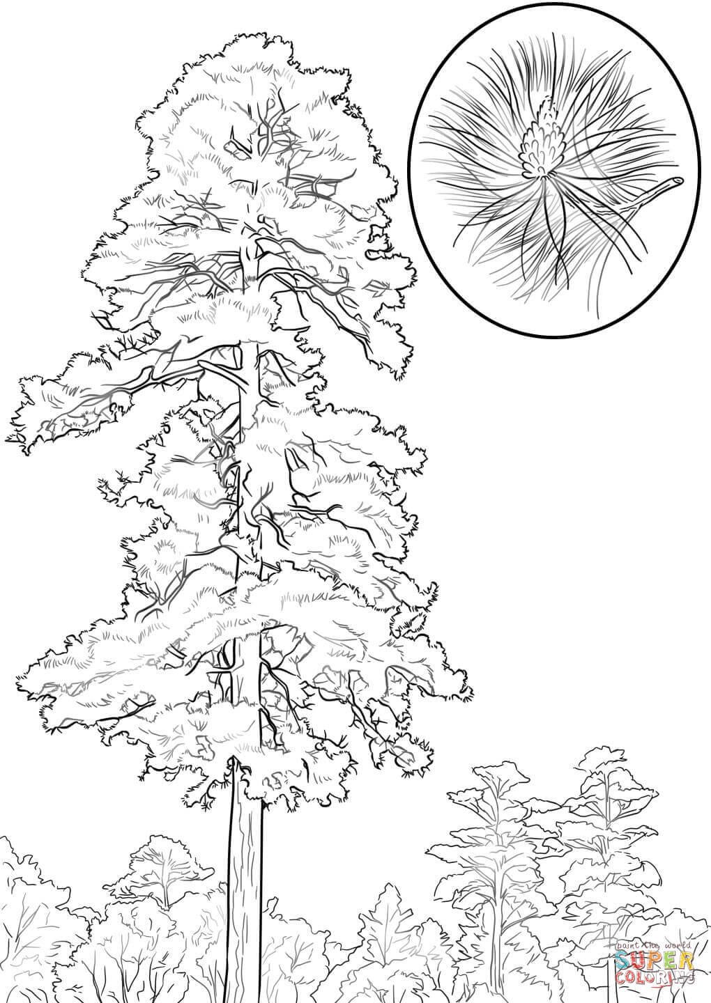 1020x1440 Strange White Pine Tree Coloring Page Trees Pages Free