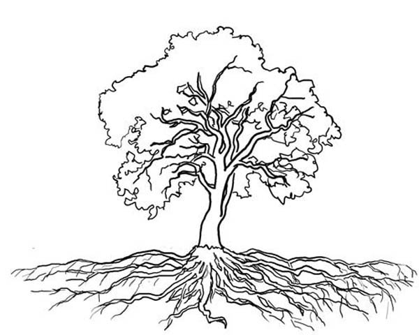 600x480 Tree With Roots Coloring Page Roots