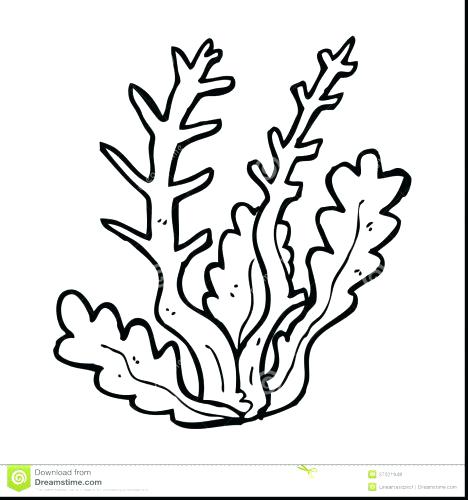 468x500 Coral Coloring Pages Coral Coloring Pages Coral Reef Coloring Page