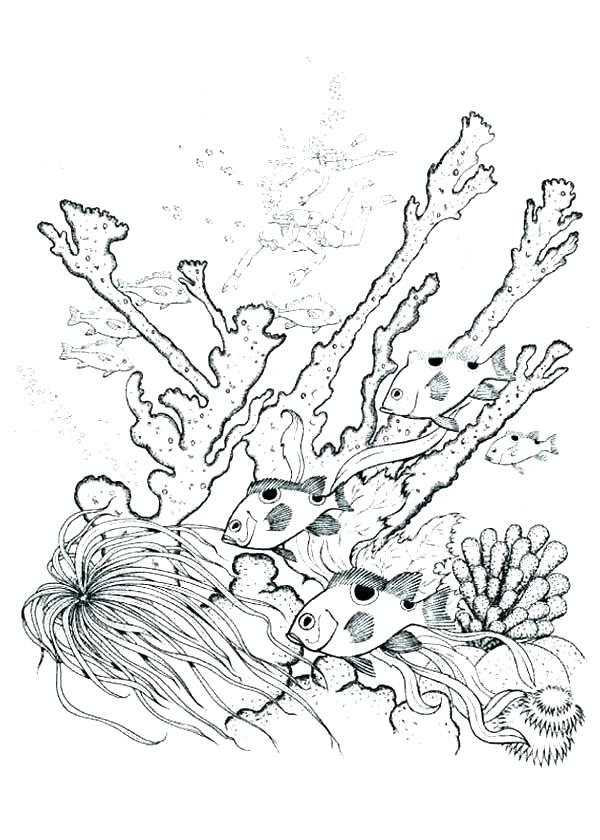 600x840 Coral Coloring Pages Coral Reef Coloring Page Coral Reef Of Nature