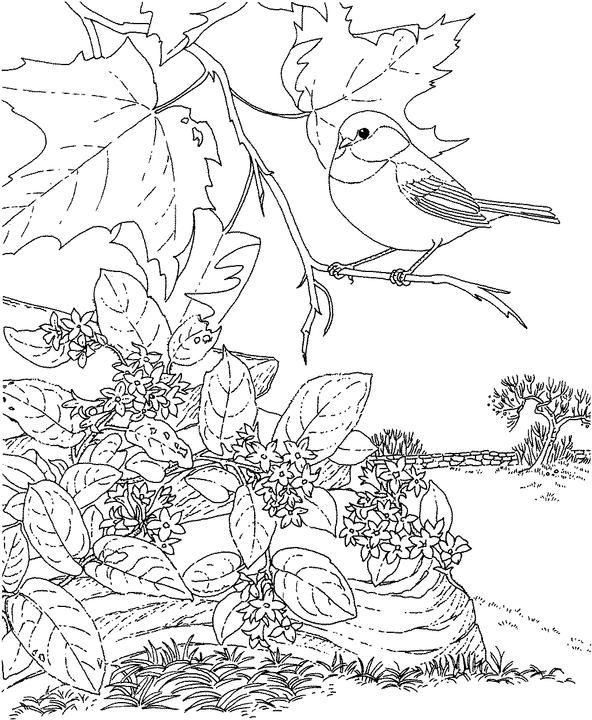 592x720 Massachusetts Chickadee Coloring Page Purple Kitty Coloring
