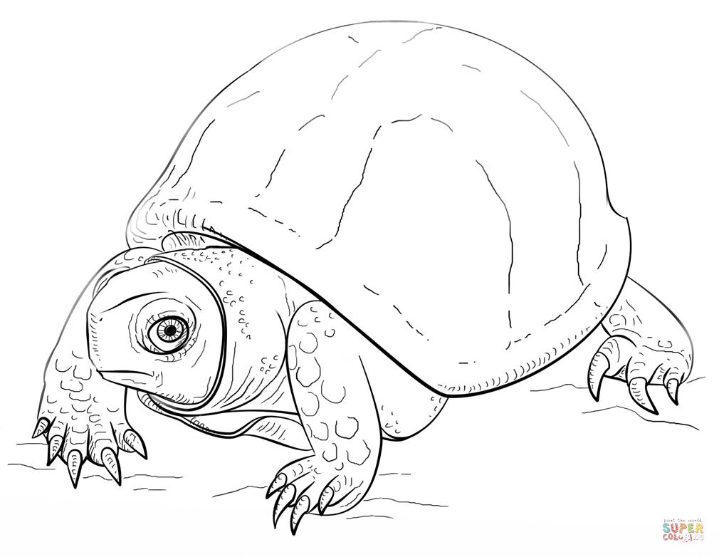 1010x782 Reptiles Coloring Pages