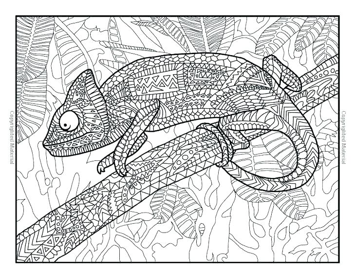 729x564 Reptiles Coloring Pages Animal Print Coloring Pages Reptile