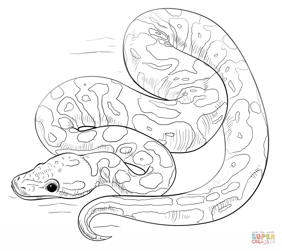 918x818 Reptiles Coloring Pages Free Coloring Pages Reptile Coloring Pages