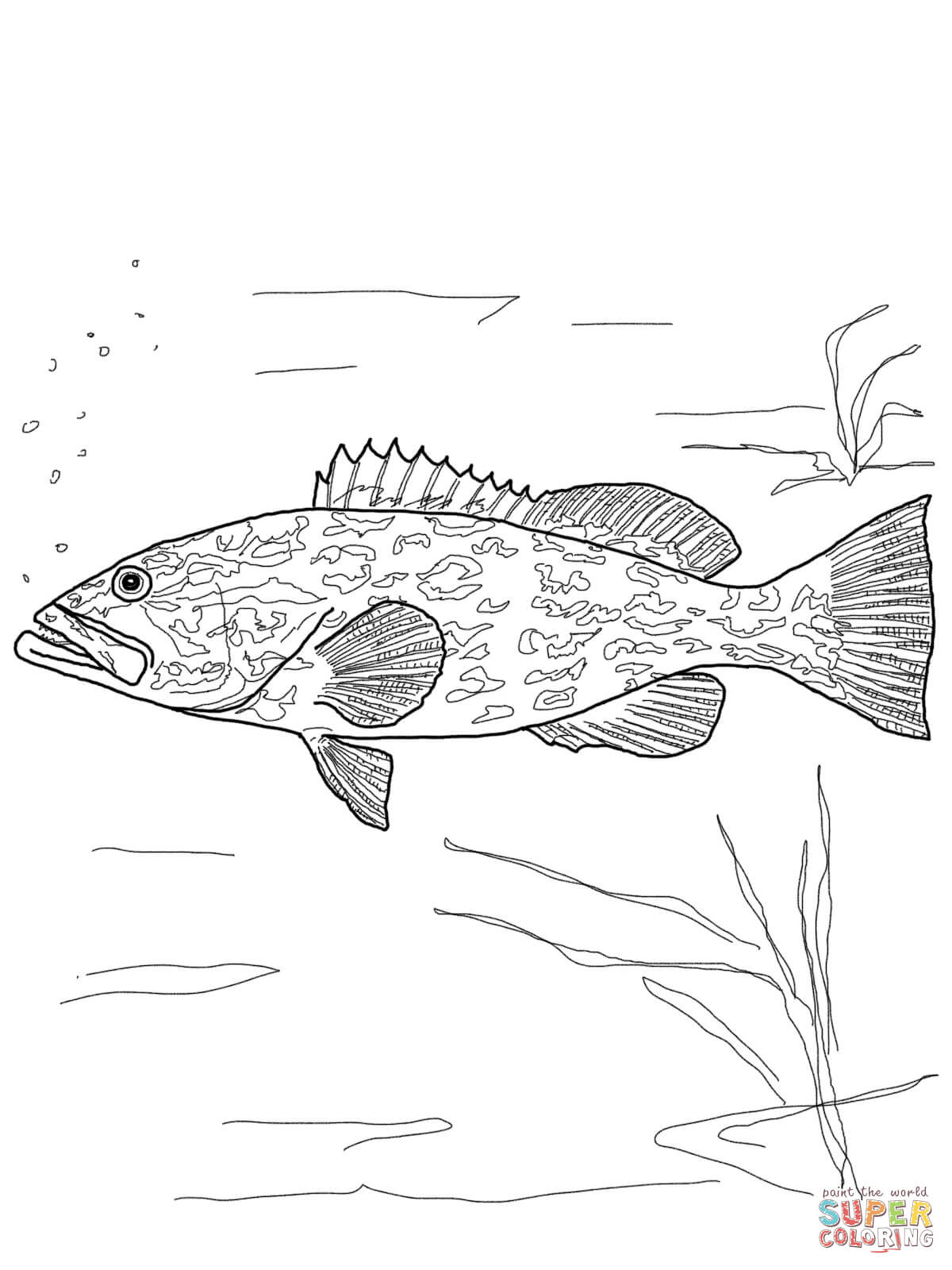 1200x1600 Grouper Coloring Page Barracuda Pages And Print