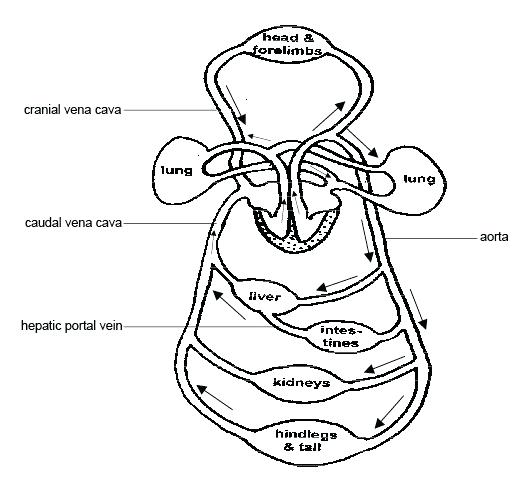 526x480 Respiratory System Coloring Page Circulatory System Diagram