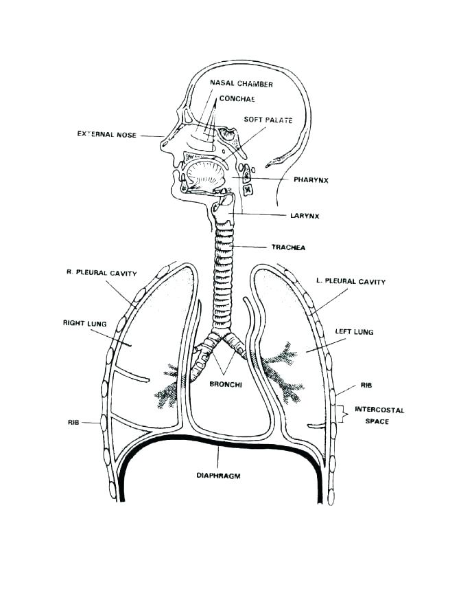 Respiratory System Coloring Page at GetDrawings | Free download