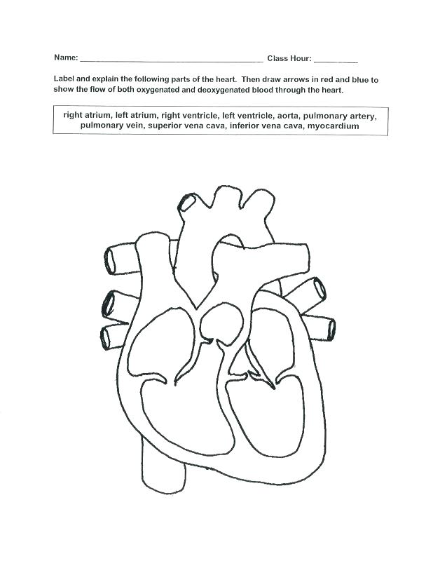 618x800 Respiratory System Coloring Page Human Body System Coloring Pages