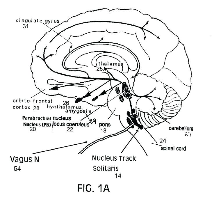 736x725 Respiratory System Coloring Page Student Worksheet Brain Anatomy