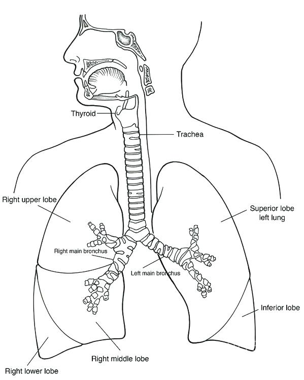 Respiratory System Coloring Page at GetDrawings | Free download