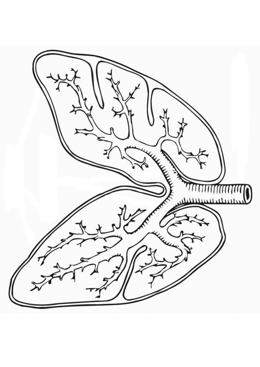 531x750 Respiratory System Coloring Pages