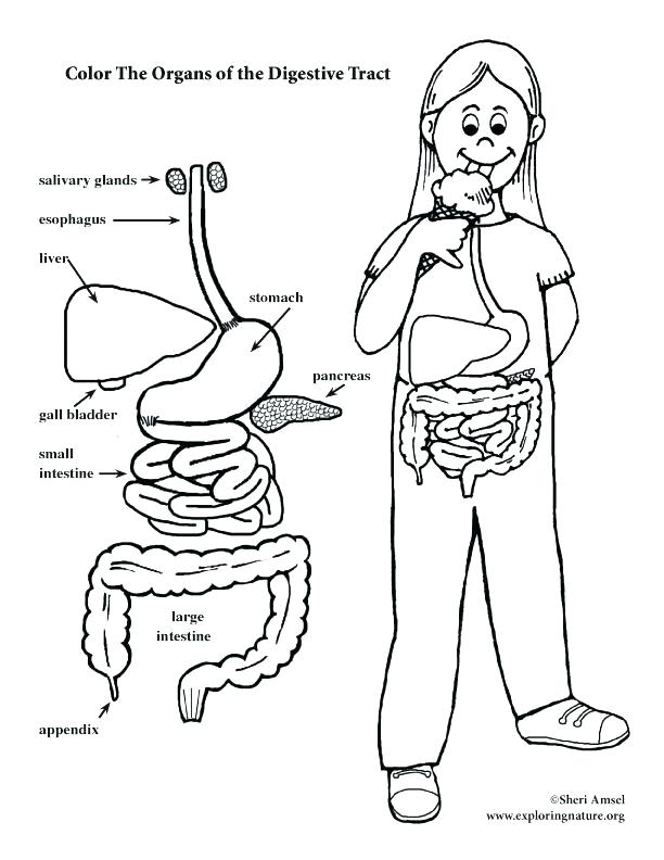 612x792 Respiratory System Coloring Sheets Respiratory System Coloring