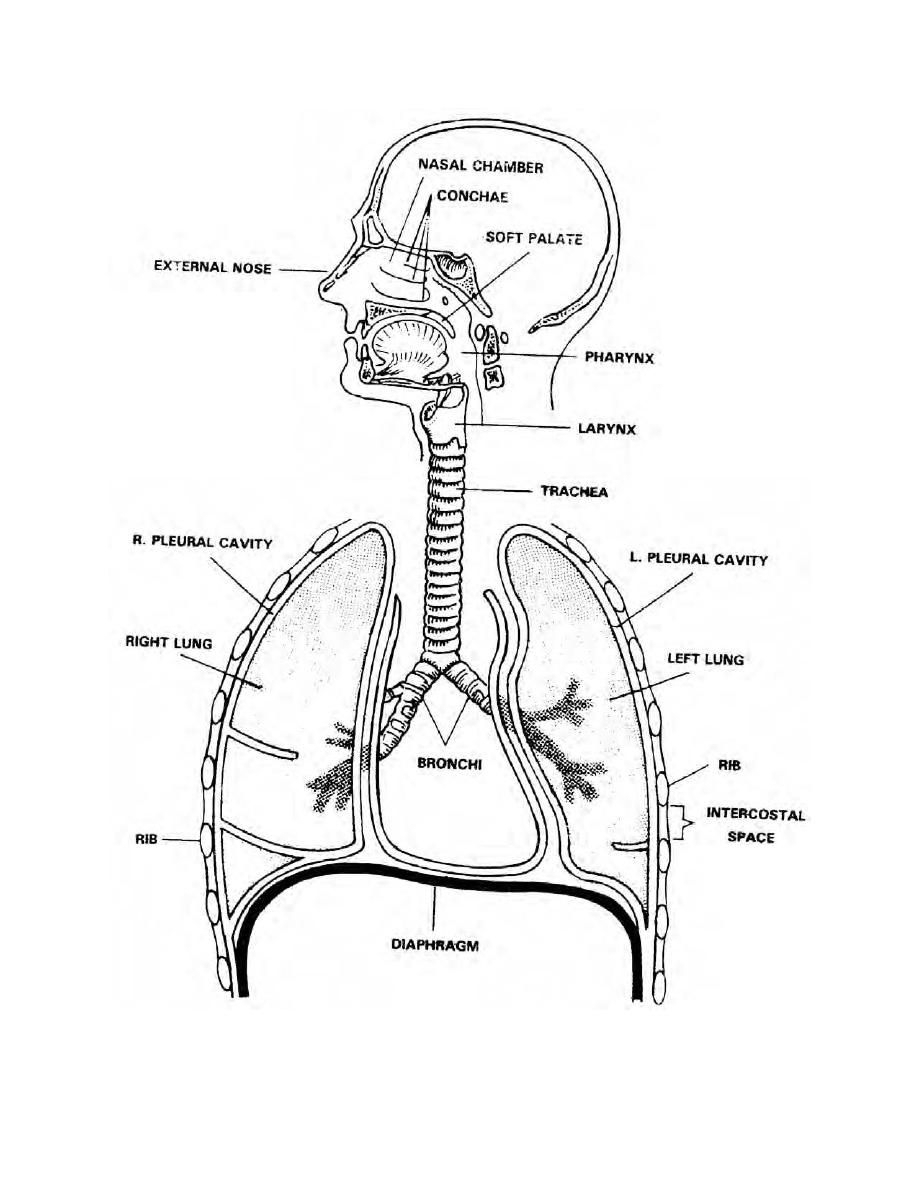918x1188 Sketch Of Human Respiratory System Coloring Download Respiratory