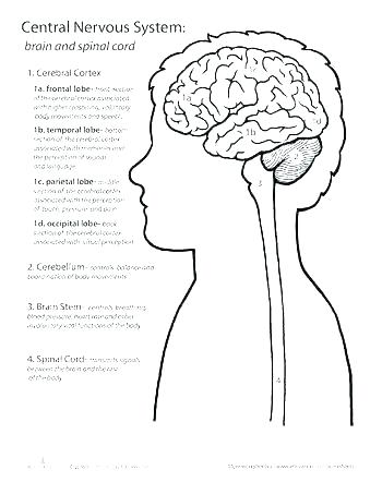 350x453 Coloring Pages Respiratory System