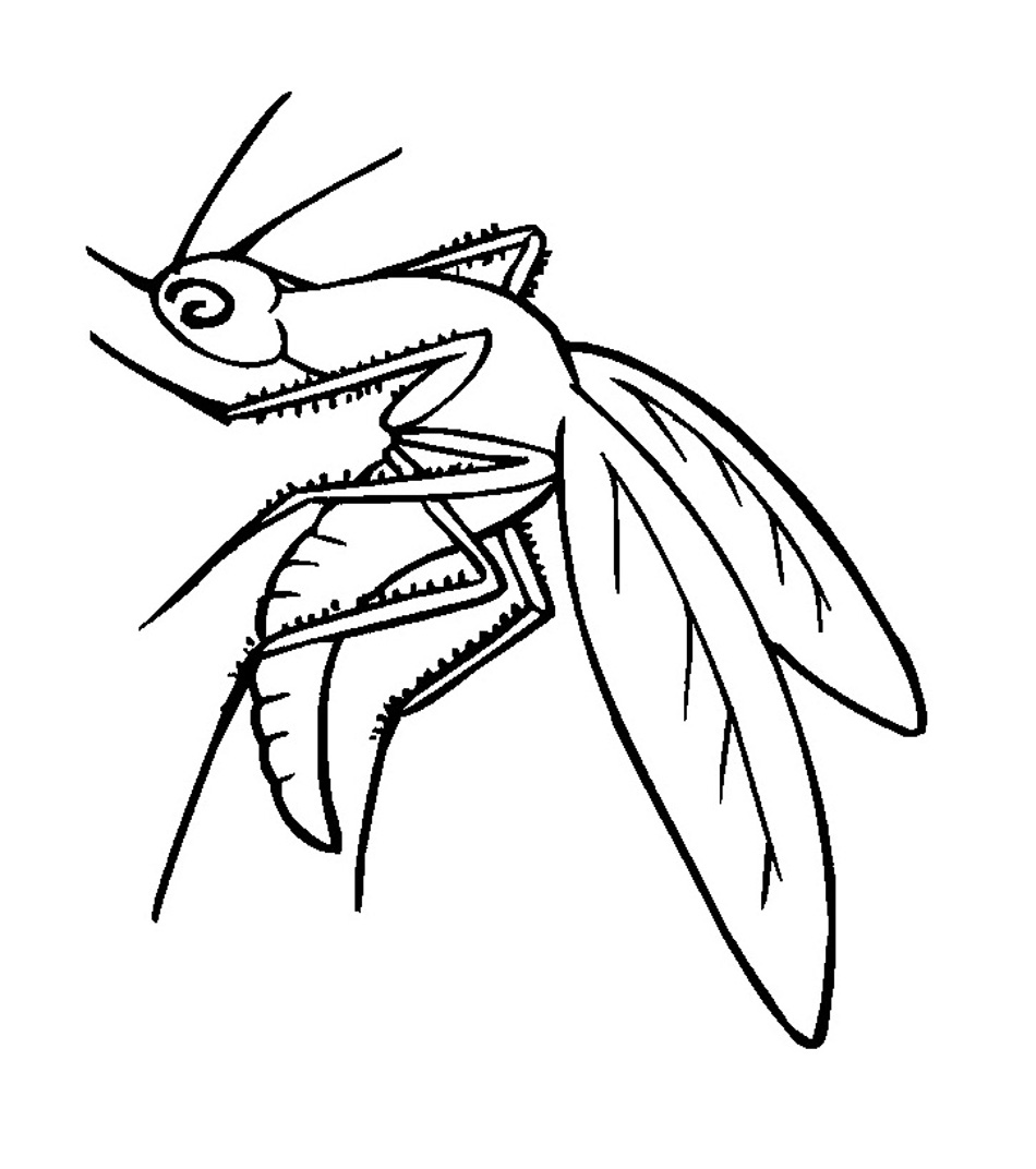 950x1072 Free Printable Mosquito Coloring Pages For Kids