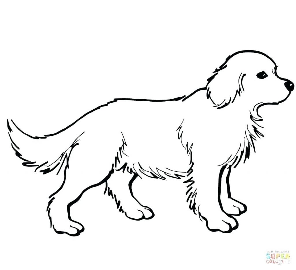 1024x933 Golden Retriever Coloring Pages