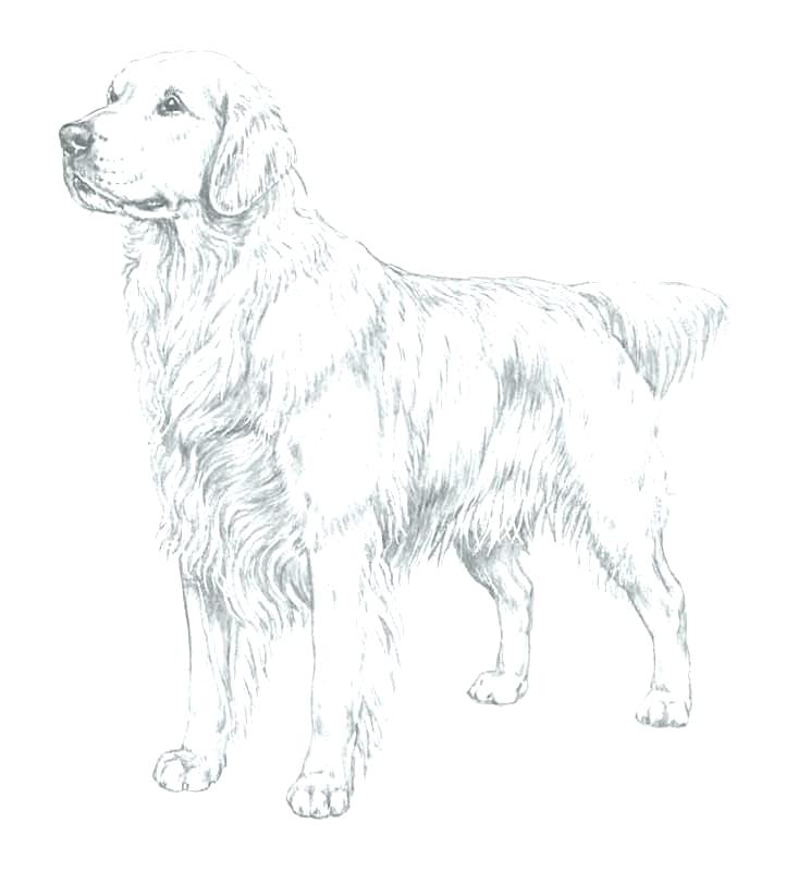 722x800 Golden Retriever Coloring Pages Retriever Coloring Pages Download
