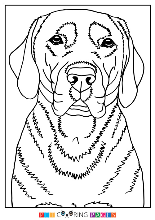 500x711 Labrador Retriever Coloring Page Finja