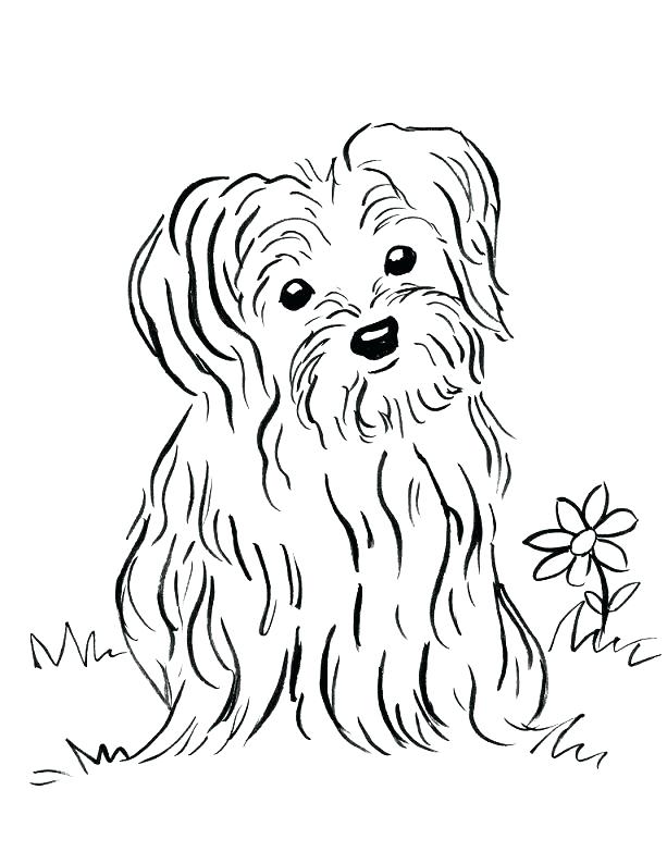613x794 Labrador Retriever Coloring Pages Gallery Of Golden Retriever