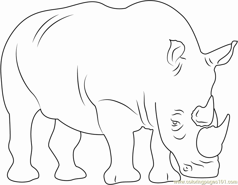 800x620 Rhino Coloring Page Images Coloring Sheets