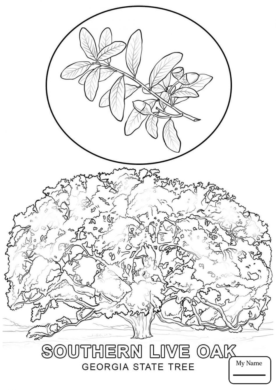 948x1339 Beautiful Hawaii State Tree Coloring Page Rhode Island Free