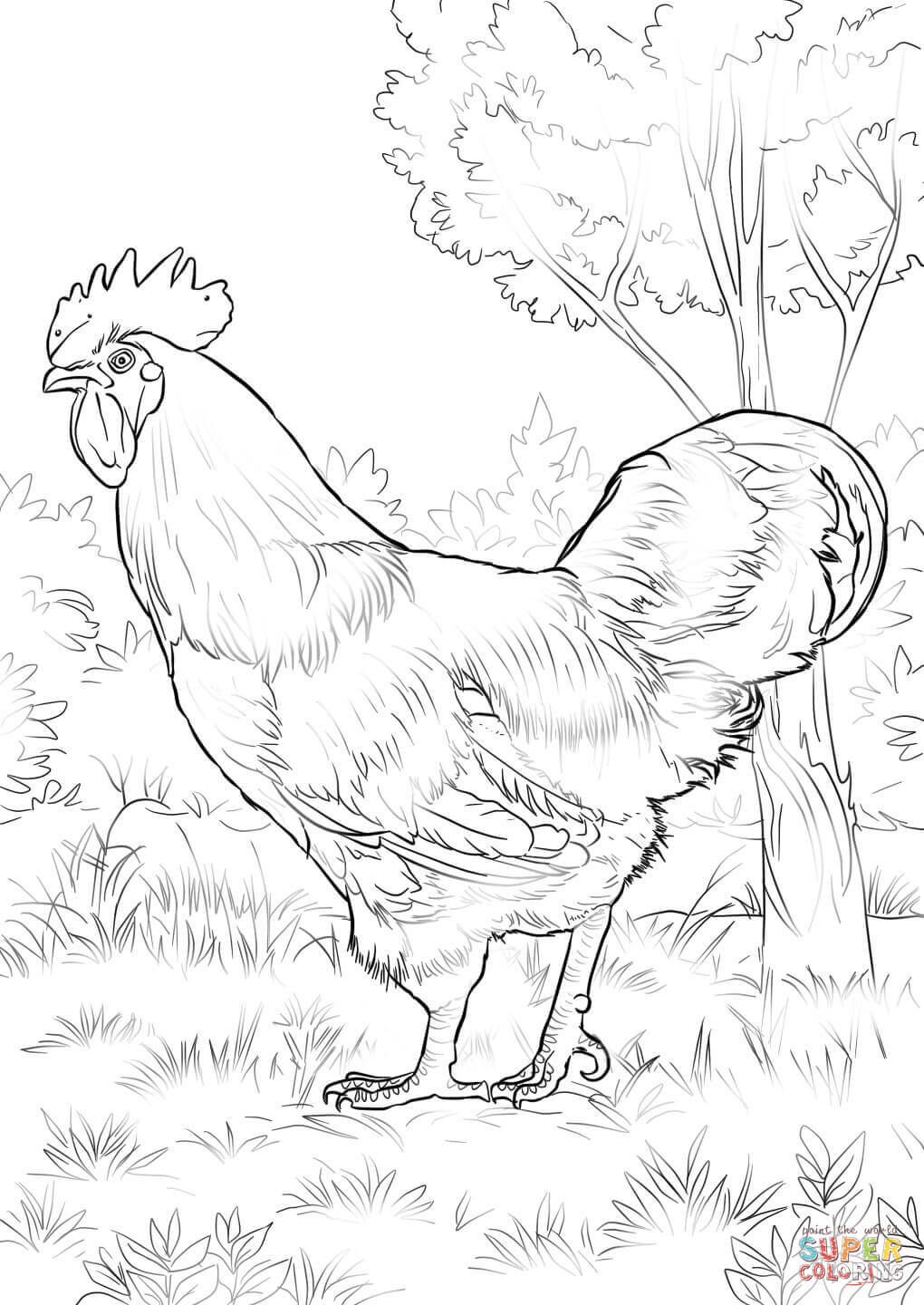 1020x1440 Rhode Island Red Rooster Coloring Page Free Printable Coloring
