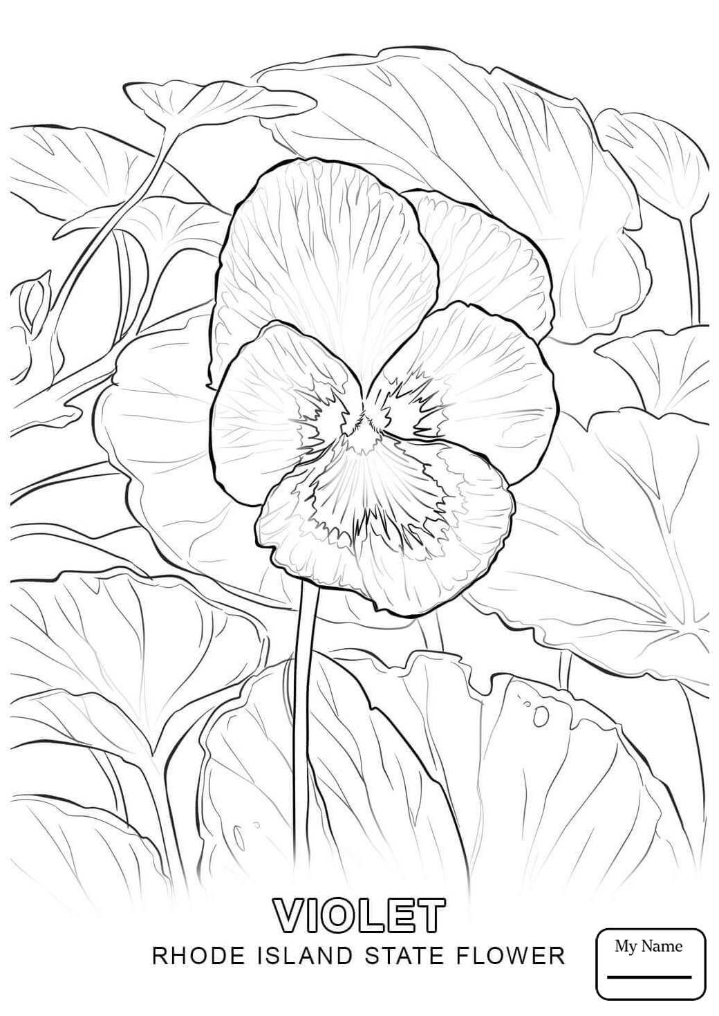 1040x1469 Coloring Pages Rhode Island State Flower Countries Cultures