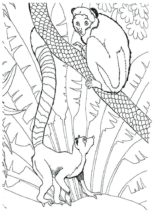 600x829 Lemur Coloring Page Click To See Printable Version Of Red Ruffed