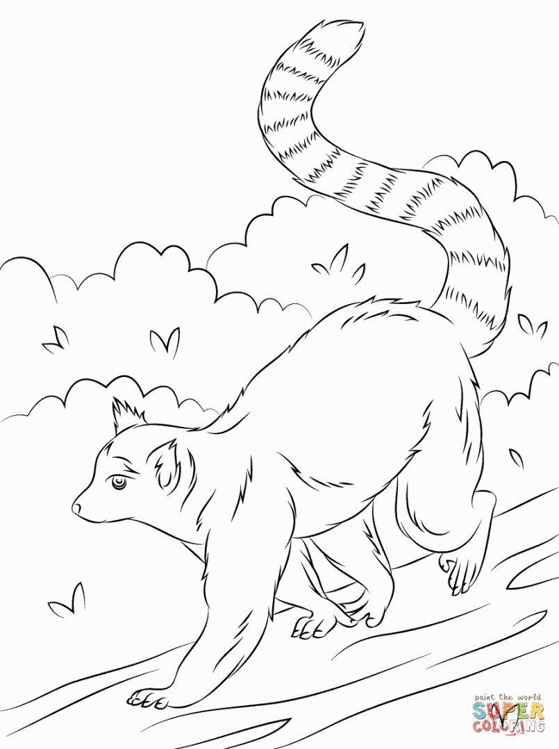 805x1079 Lemur Coloring Pages Coloring Pages Lemur