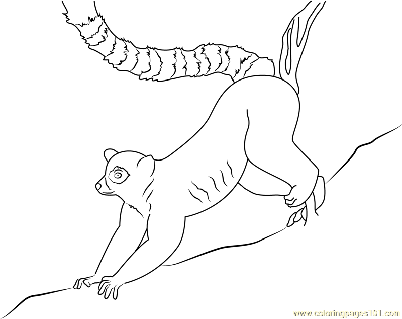 800x634 Ring Lemur Coloring Page