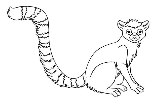 600x403 Ring Tailed Lemur Coloring Pages