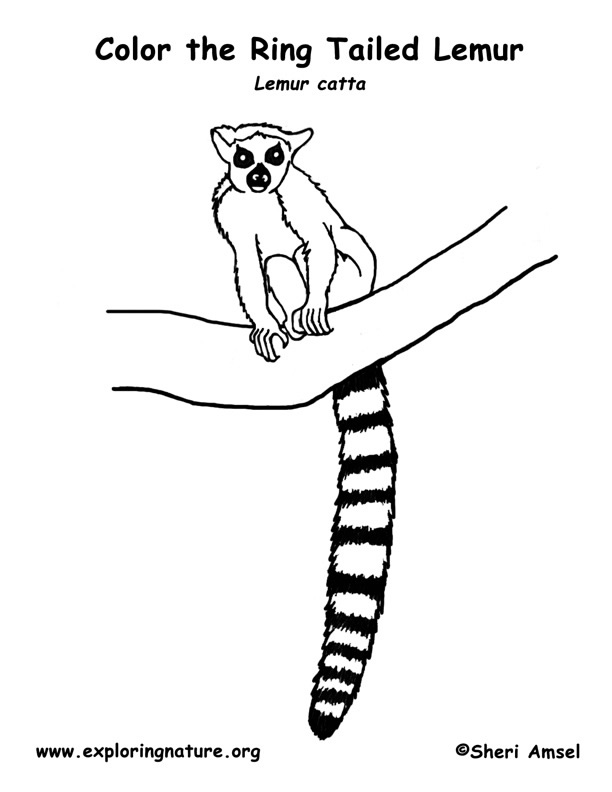 612x792 Ring Tailed Lemur Coloring Page