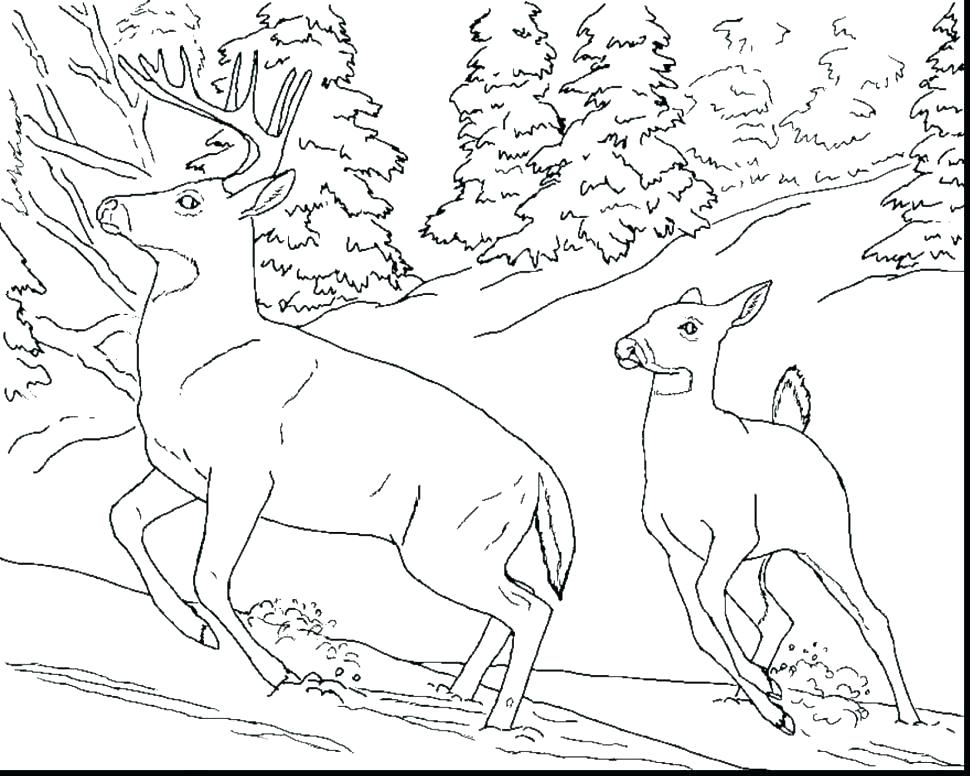 970x776 Otter Coloring Page River Otter Coloring Pages Harry Potter