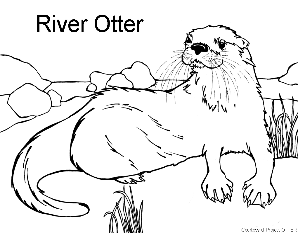 1020x795 Otter Coloring Pages Download And Print For Free Arilitv Otter