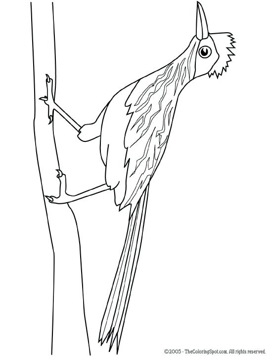 540x720 Road Runner Coloring Page Roadrunner Smiling Wide Coloring Pages