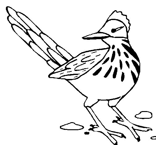 505x470 Roadrunner Coloring Page