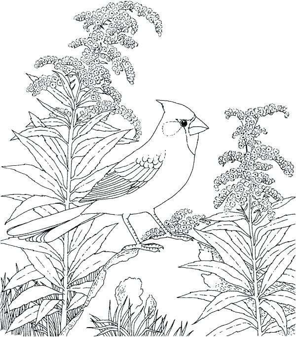 600x683 Robin Bird Coloring Pages Bird A Robin Bird Coloring Pages