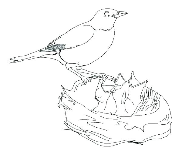 600x521 Robin Bird Coloring Pages Coloring Page Of A Bird Bird Coloring