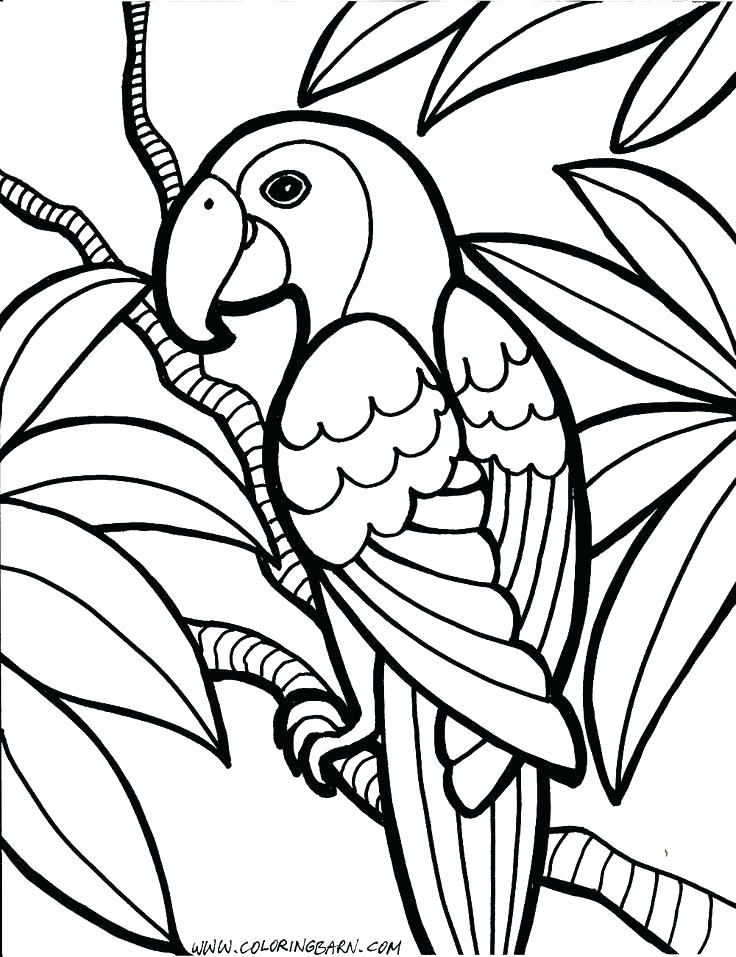 736x957 Birds Coloring Pages Coloring Pages Of Birds Best Bird Coloring