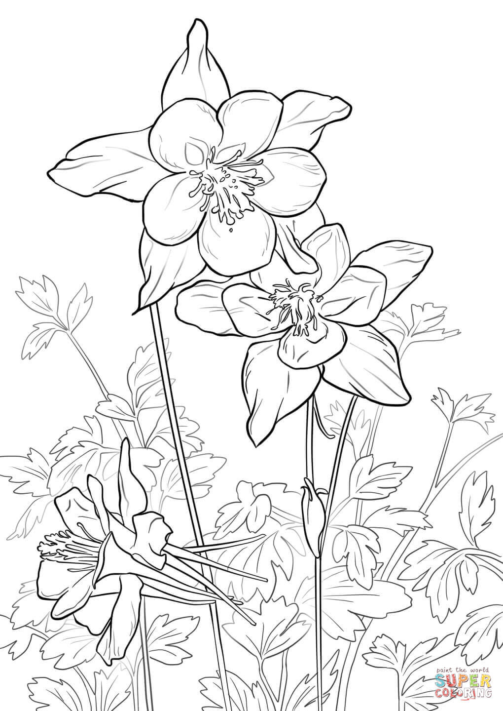 1020x1440 Rocky Mountain Columbine Coloring Page Free Printable Coloring