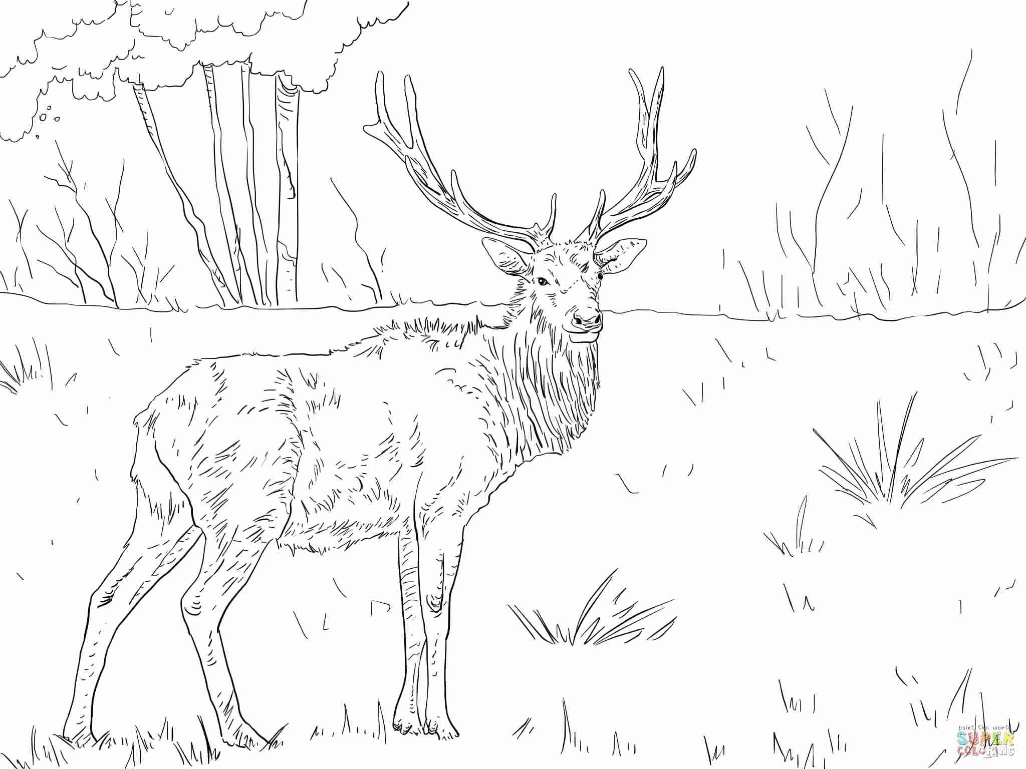2048x1536 Rocky Mountain Elk Coloring Page Free Printable Pages Fair Olegratiy