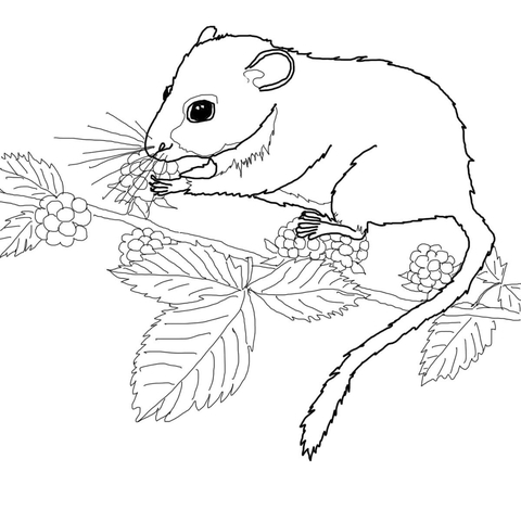 480x470 Dormouse Eating Berries On Tree Coloring Page