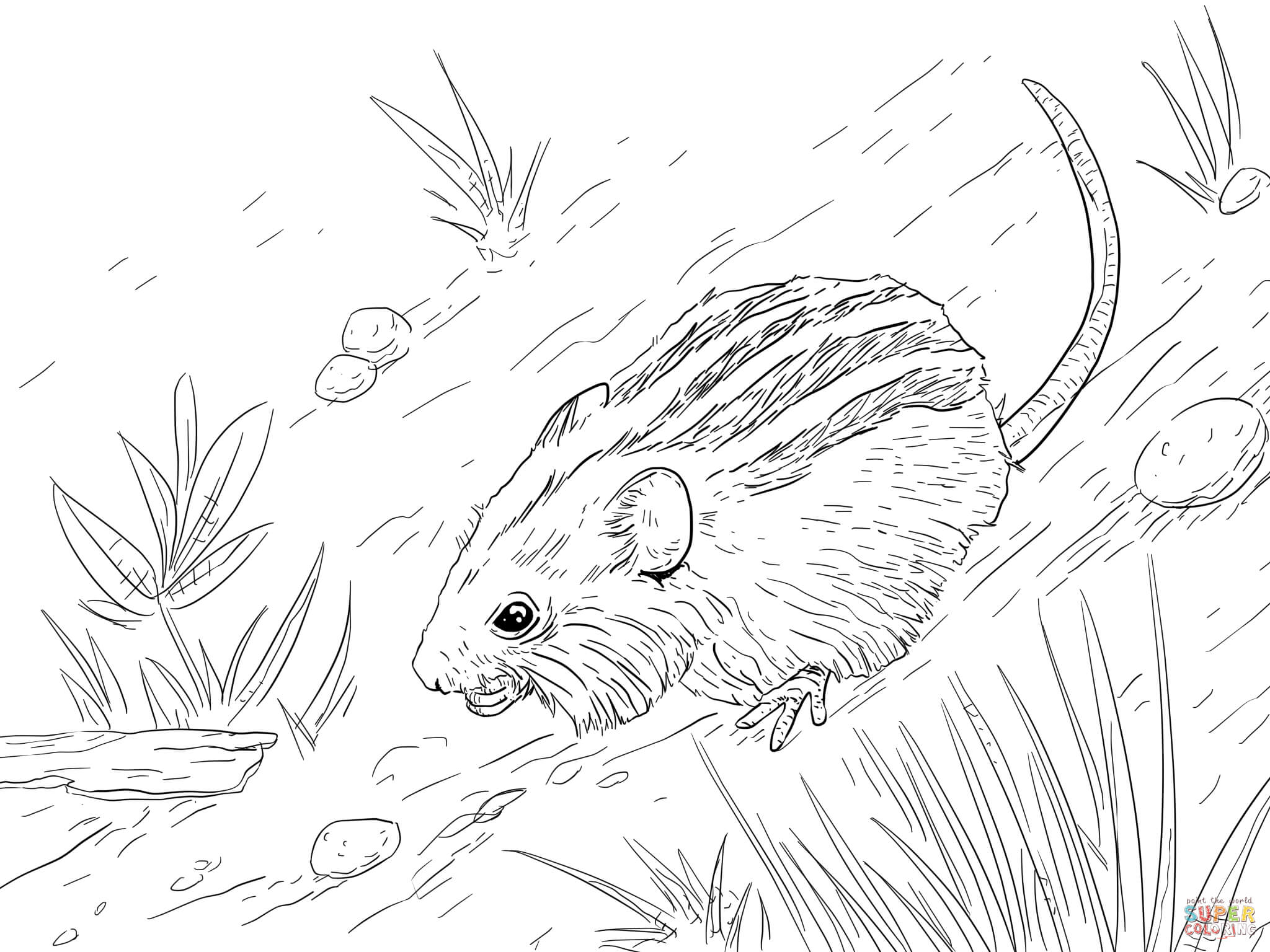 2048x1536 Extraordinary Striped Mouse Coloring Page About Mouse Coloring