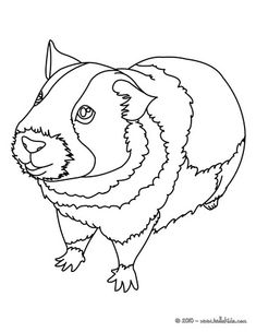 235x304 Top Free Printable Guinea Pig Coloring Pages Online Cavy, Pig