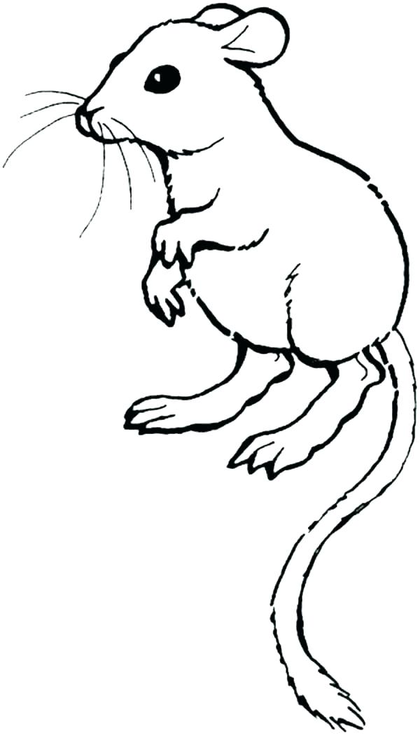 600x1050 Rat Coloring Pages