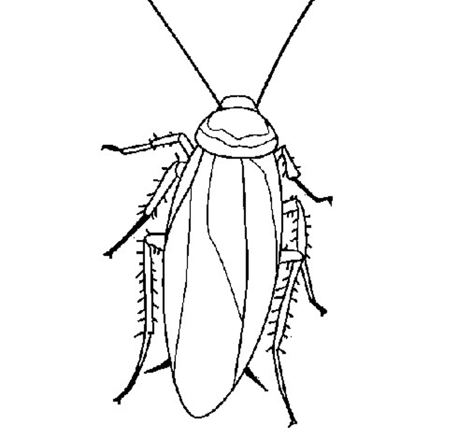 950x884 Free Printable Cockroach Coloring Pages For Kids, Cockroach