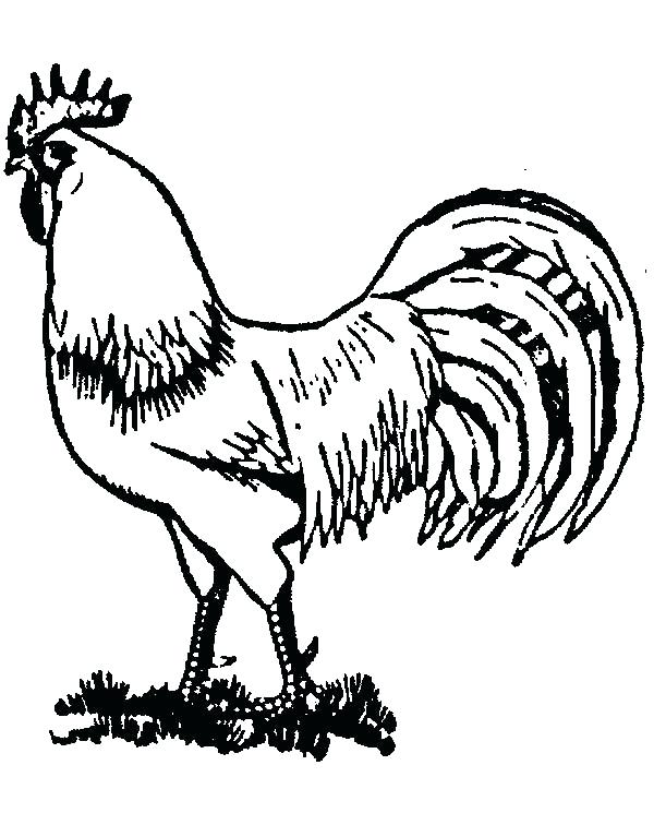600x756 Rooster Coloring Page Rooster Coloring Page Packed With R Is