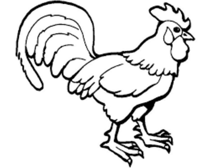 710x564 Rooster Coloring Page Coloring Book